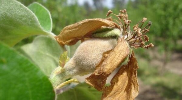 Flor de uma planta com pétalas secas e um botão em desenvolvimento.
