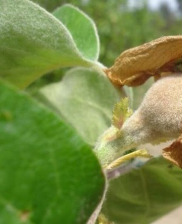 Flor de uma planta com pétalas secas e um botão em desenvolvimento.