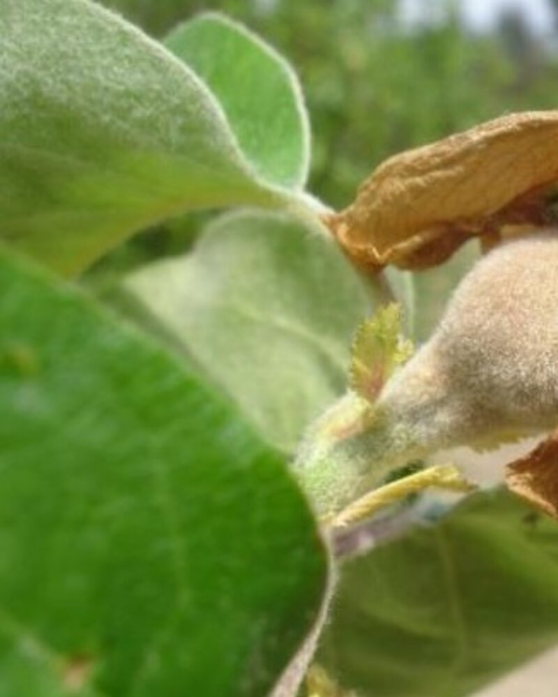 Flor de uma planta com pétalas secas e um botão em desenvolvimento.