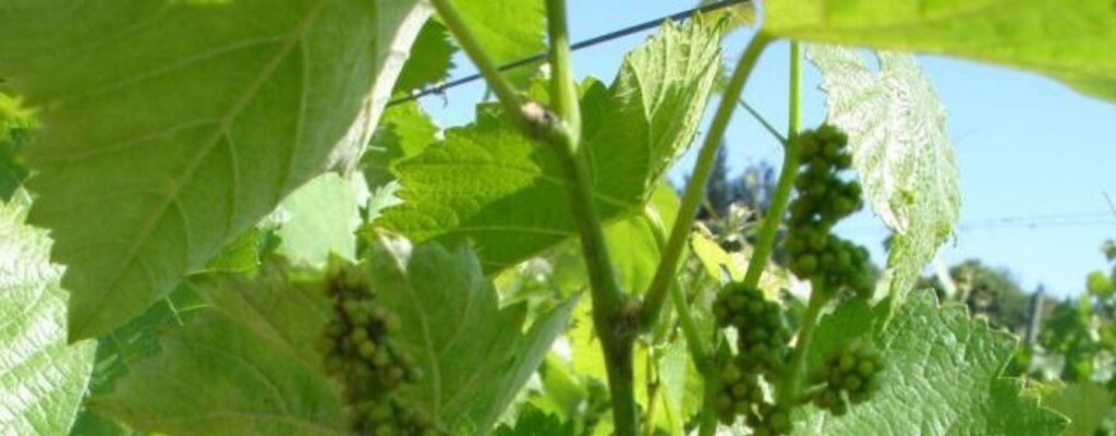 Avisos Agrícolas - Circular 09-2018