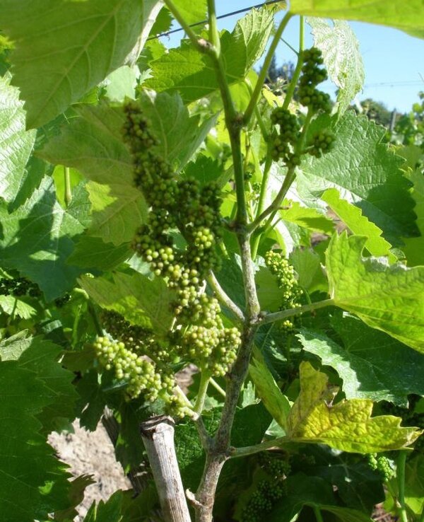 Ramos de videira com cachos de uvas verdes em crescimento entre folhas.
