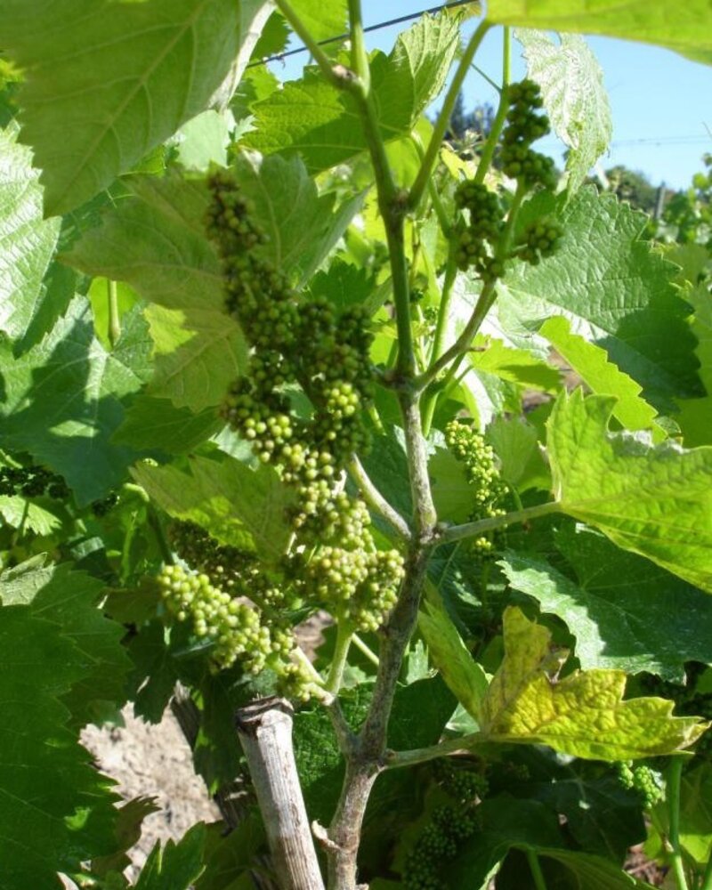 Ramos de videira com cachos de uvas verdes em crescimento entre folhas.