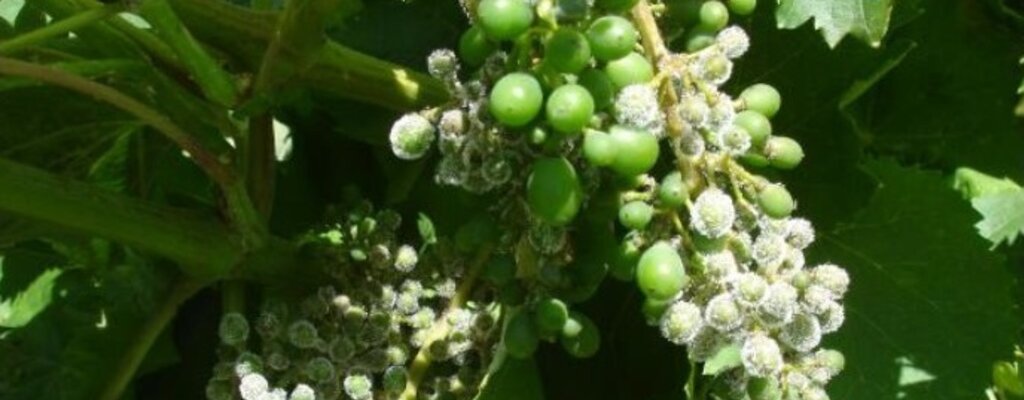 Avisos Agrícolas - Circular 11-2018