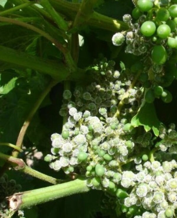 Ramos de uvas verdes em desenvolvimento, com flores brancas e folhas verdes.