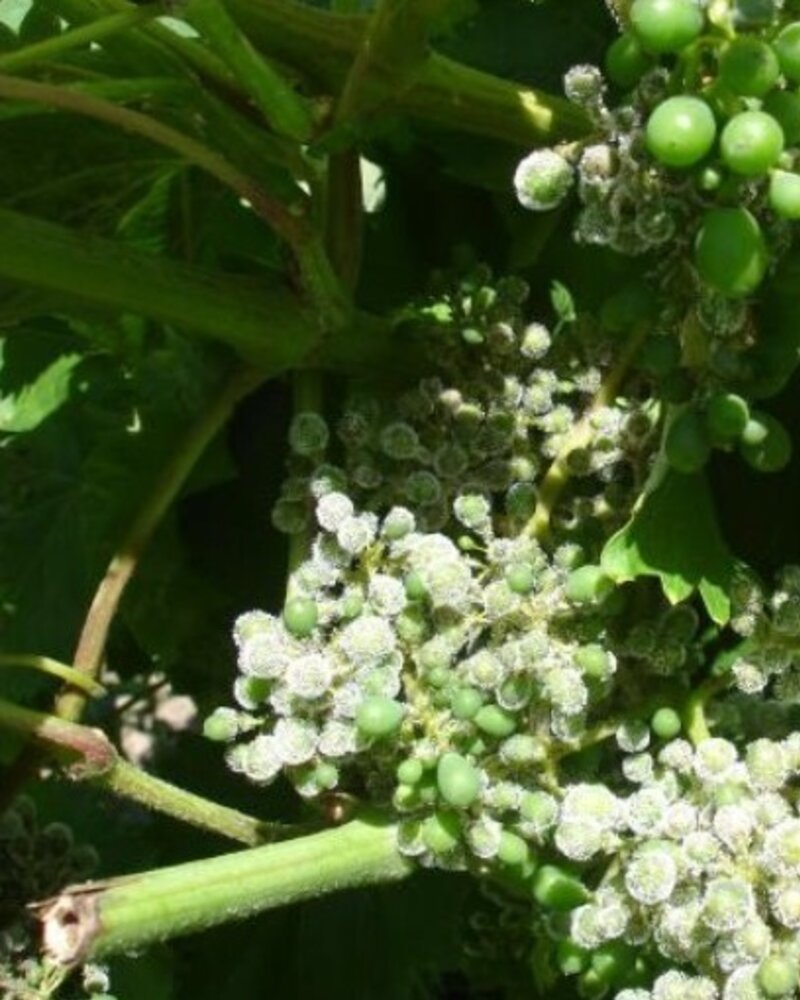 Ramos de uvas verdes em desenvolvimento, com flores brancas e folhas verdes.