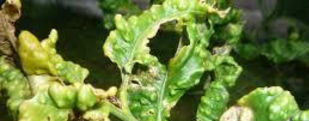 Aviso - Medidas fitossanitárias de aplicação obrigatória para controlo da praga Trioza Erytreae