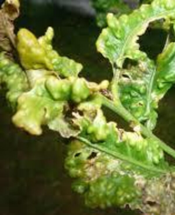 Folhas de planta com deformações e manchas, indicando possível doença.