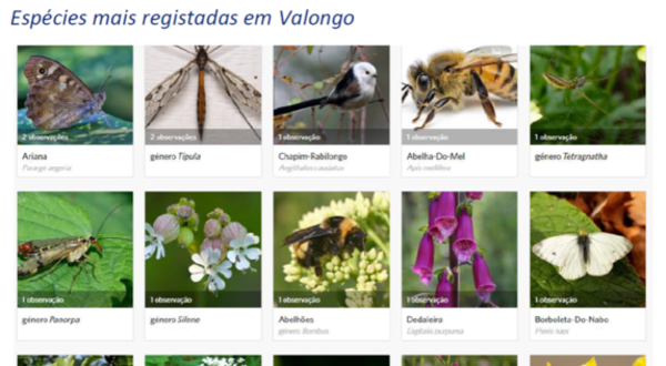 Colagem de imagens de espécies registadas em Valongo, com nomes e observações.