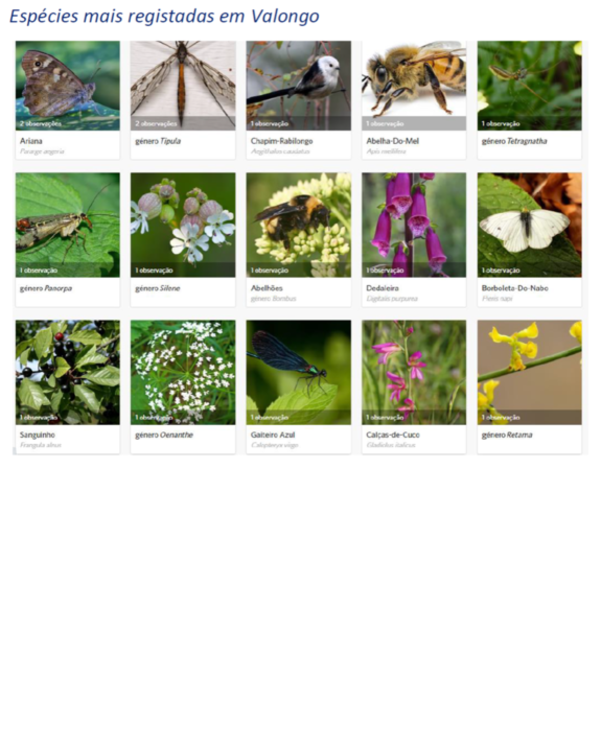 Colagem de imagens de espécies registadas em Valongo, com nomes e observações.