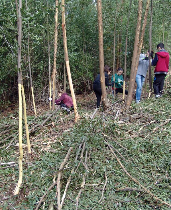 Controlo austr lias esvalongo 4 1 600 738