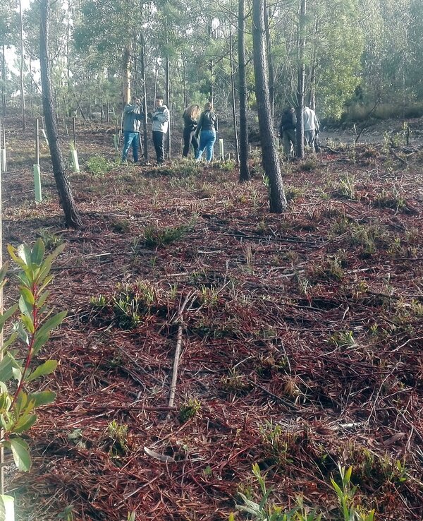 Descasque avvl 7 1 600 738