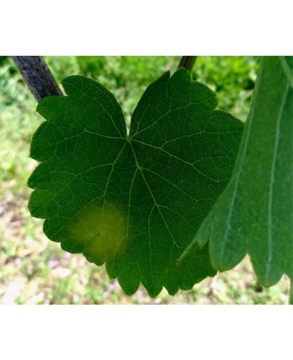 Circular edm 1 600 738