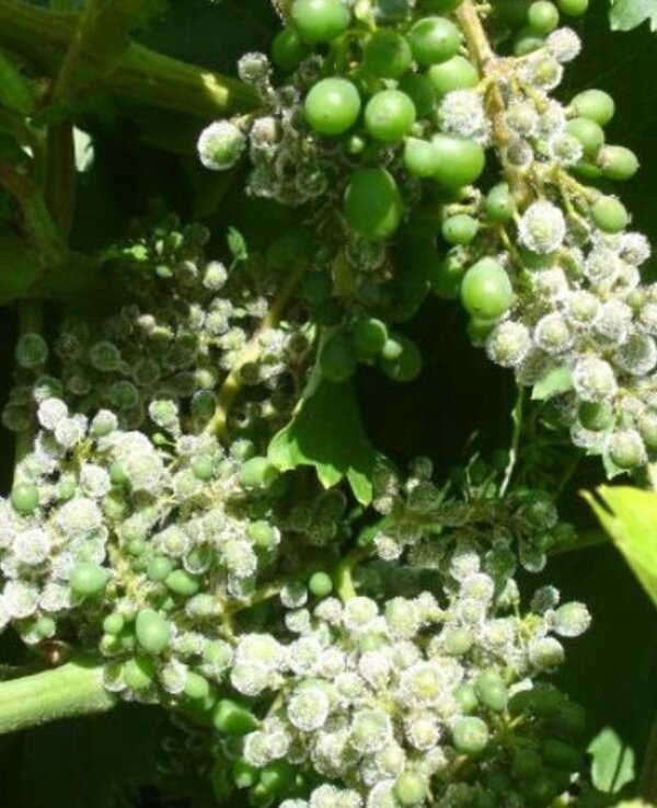 Aviso circular 11 1 600 738