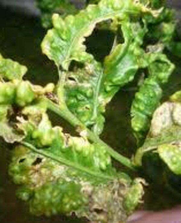 Psila africana 1 600 738