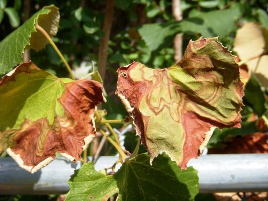 Avisos Agrícolas - Circular 02-2019
