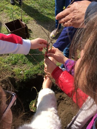 Projeto Eco Escola - Chegaram árvores à Escola Básica de Moirais