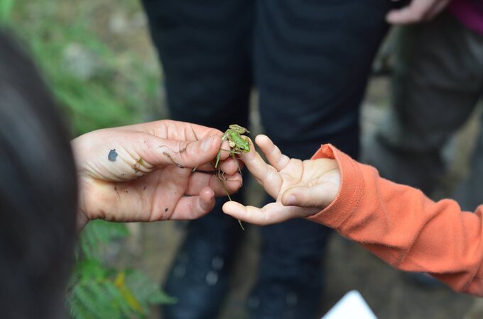 Herpetoblitz em Couce