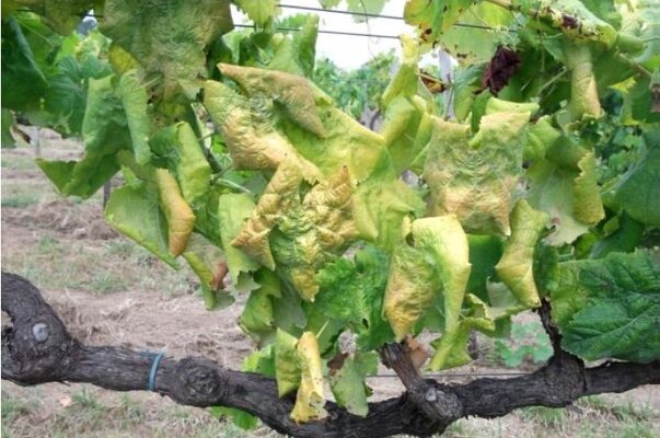 Avisos Agrícolas - Circular 16-2017