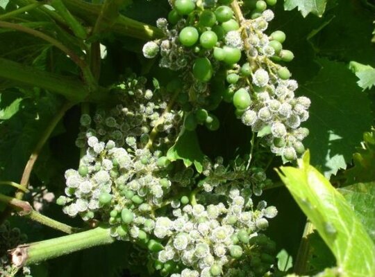 Avisos Agrícolas - Circular 11-2018